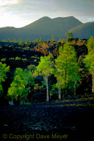 lava_aspen