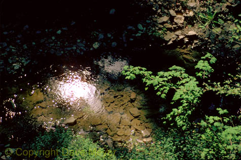 shiney_water